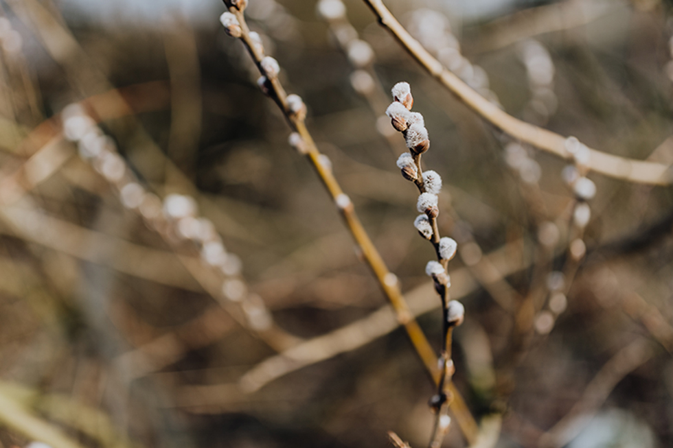 kaboompics_Fresh spring catkin branches.jpg